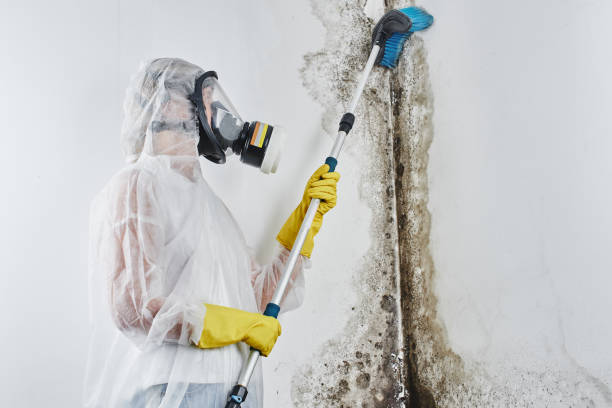 Best Basement Mold Remediation in Short Hills, NJ