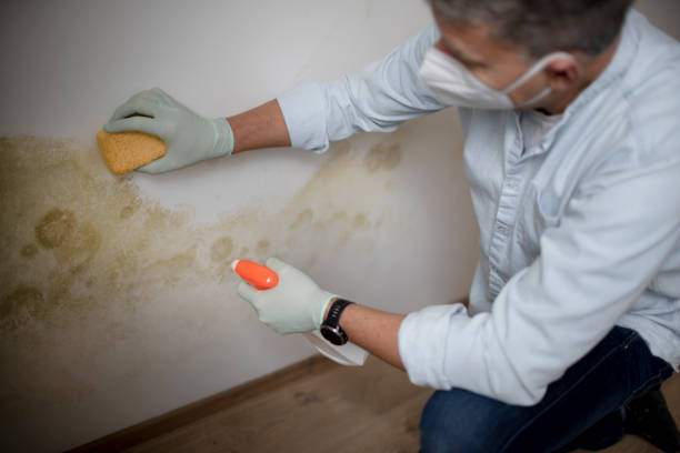 Best Residential Mold Remediation in Short Hills, NJ