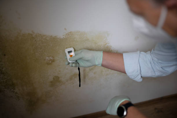Best Crawl Space Mold Remediation in Short Hills, NJ